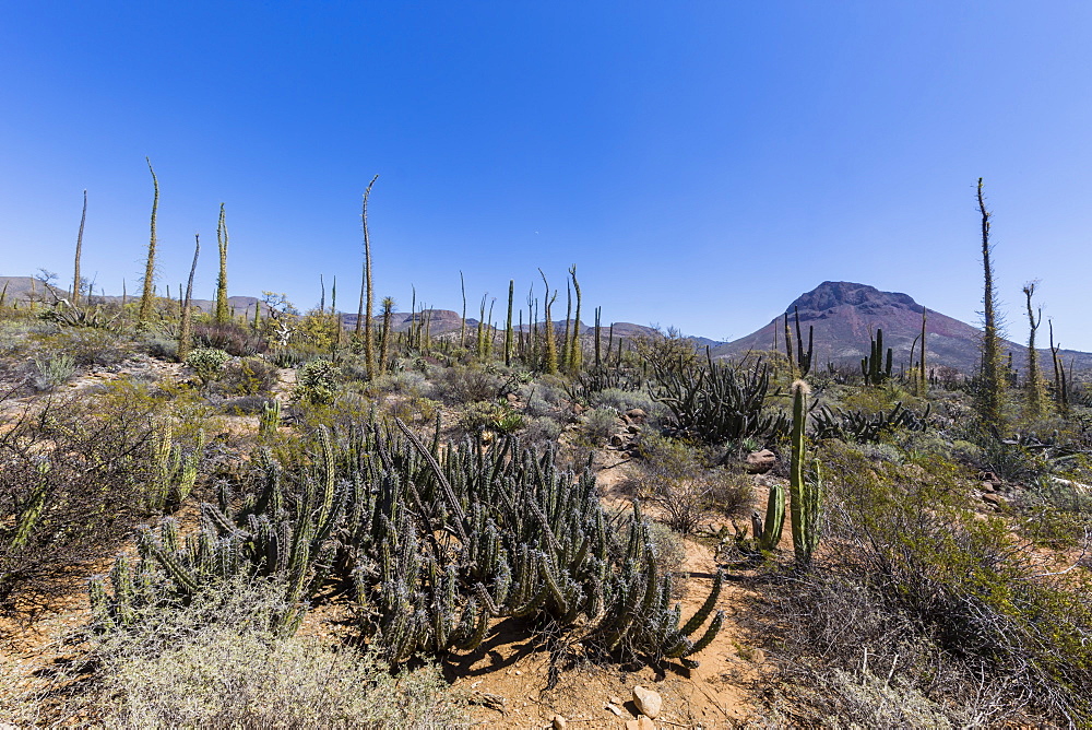 Open Sonoran desert near Mision de San Francisco de Borja, Baja California, Mexico, North America