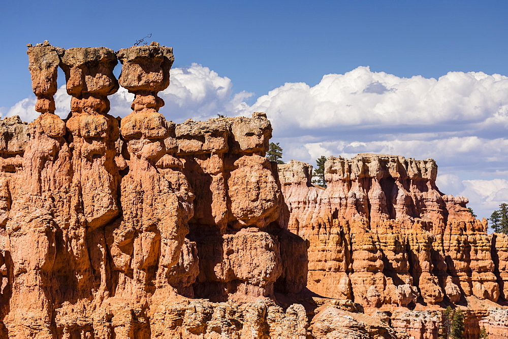 View of hoodoo formations from the Navajo Loop Trail in Bryce Canyon National Park, Utah, United States of America, North America