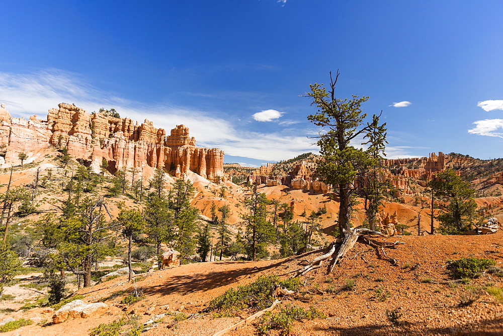 View of hoodoo formations from the Fairyland Trail in Bryce Canyon National Park, Utah, United States of America, North America