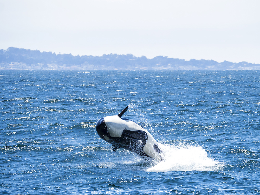 Transient killer whale (Orcinus orca) breaching in the Monterey Bay National Marine Sanctuary, California, United States of America, North America