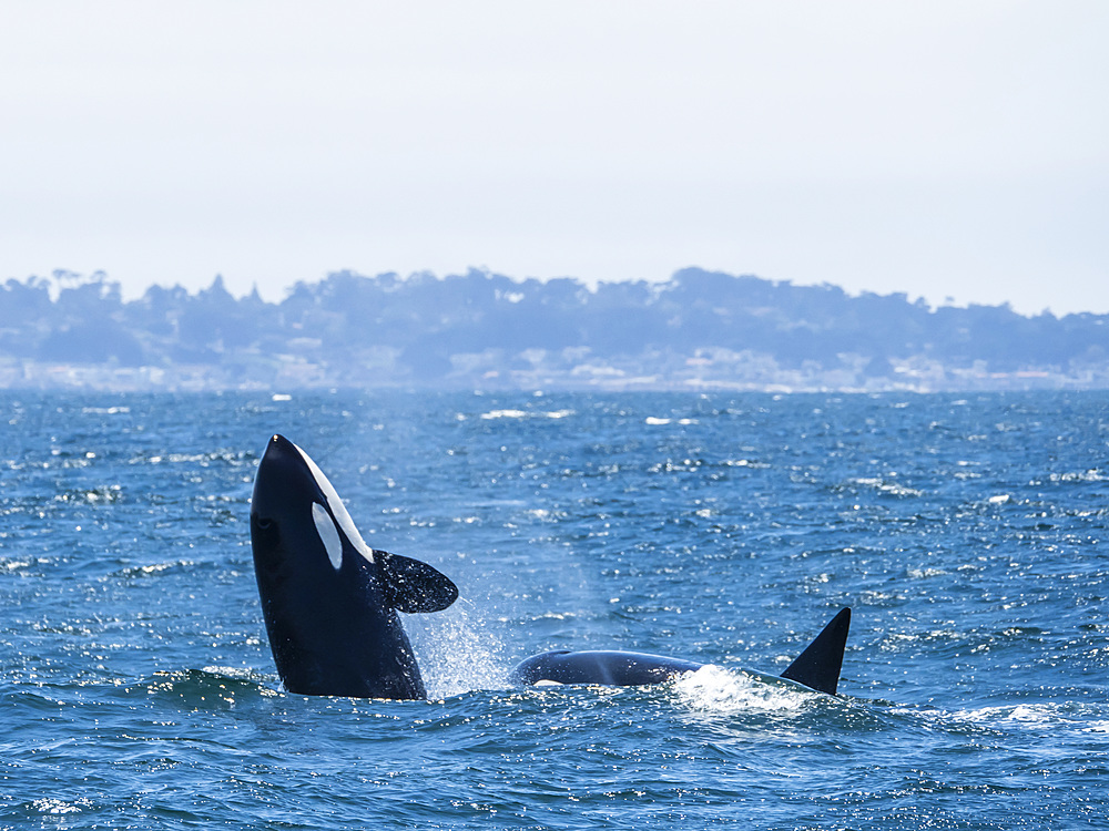 Transient killer whale (Orcinus orca) breaching in the Monterey Bay National Marine Sanctuary, California, United States of America, North America