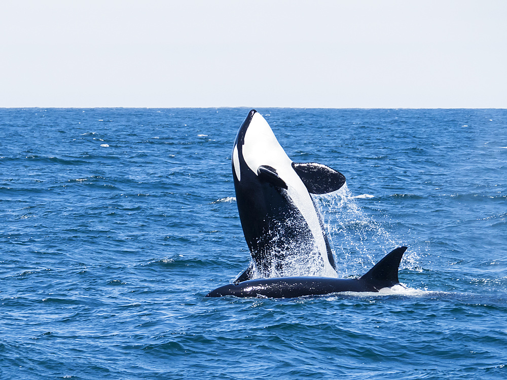 Transient killer whale (Orcinus orca) breaching in the Monterey Bay National Marine Sanctuary, California, United States of America, North America