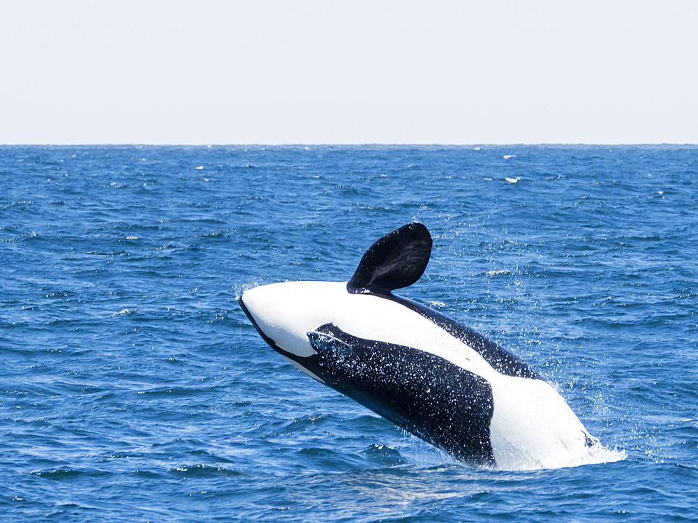 Transient killer whale (Orcinus orca) breaching in the Monterey Bay National Marine Sanctuary, California, United States of America, North America