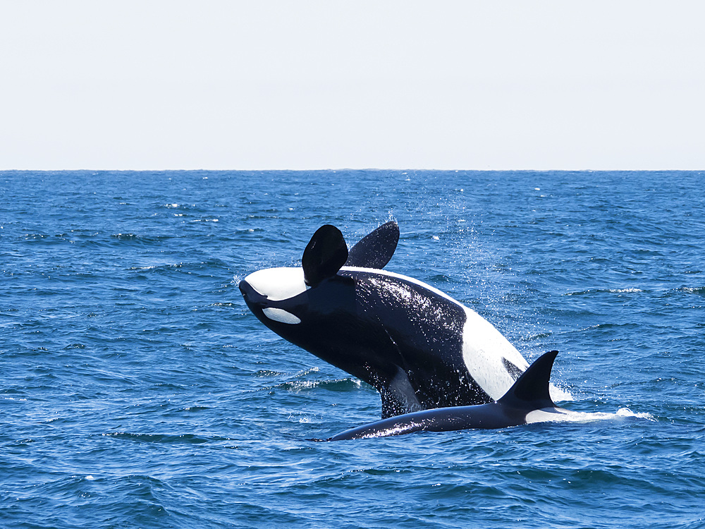 Transient killer whale (Orcinus orca) breaching in the Monterey Bay National Marine Sanctuary, California, United States of America, North America