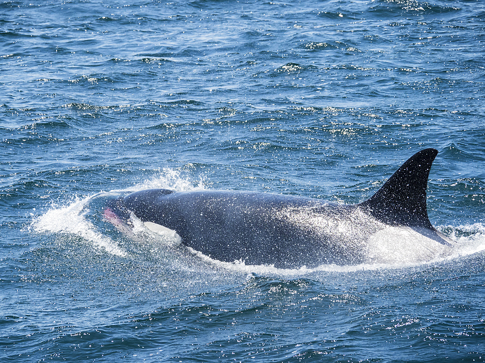 Transient killer whale (Orcinus orca) surfacing with fresh kill, Monterey Bay National Marine Sanctuary, California, United States of America, North America