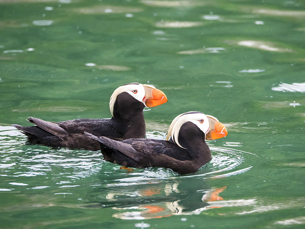 A pair of tufted puffins (Fratercula cirrhata), South Marble Island, Glacier Bay National Park, Southeast Alaska, United States of America, North America