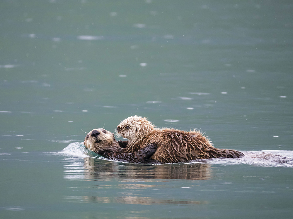 A mother sea otter (Enhydra lutris) with her pup in Reid Inlet, Glacier Bay National Park, Southeast Alaska, United States of America, North America