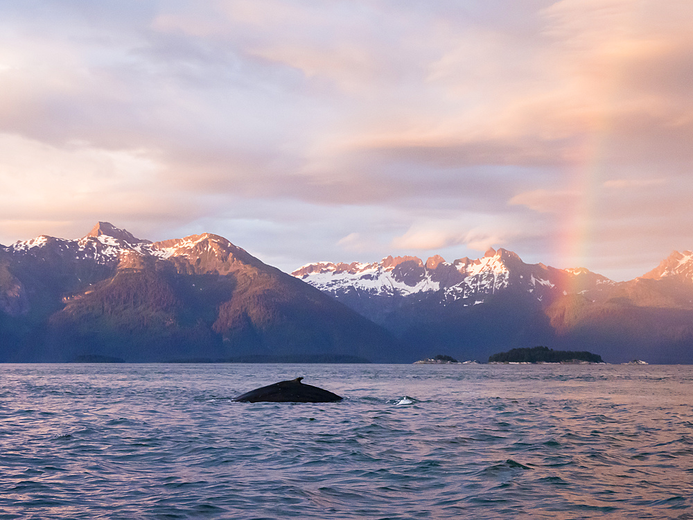 Humpback whale (Megaptera novaeangliae) at sunset with rainbow in Glacier Bay National Park, Alaska, United States of America, North America