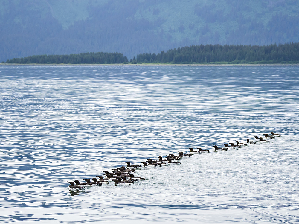 A raft of common murres (Uria aalge) at breeding site on South Marble Island, Glacier Bay National Park, Alaska, United States of America, North America