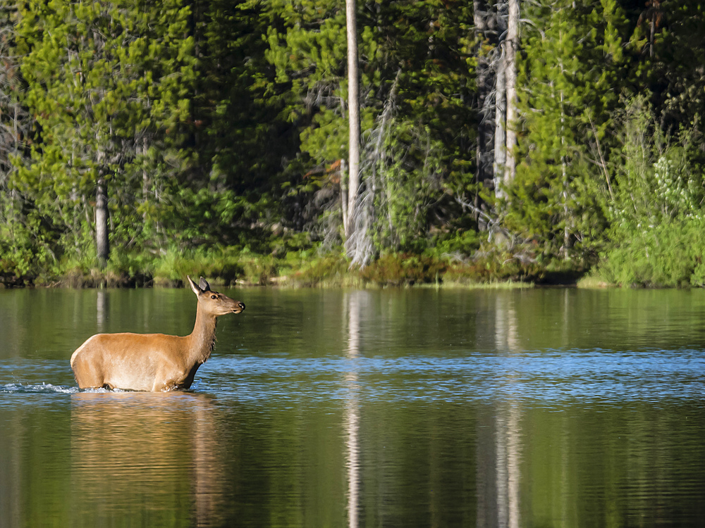 Adult female elk (Cervus canadensis) on String Lake, Grand Teton National Park, Wyoming, United States of America, North America