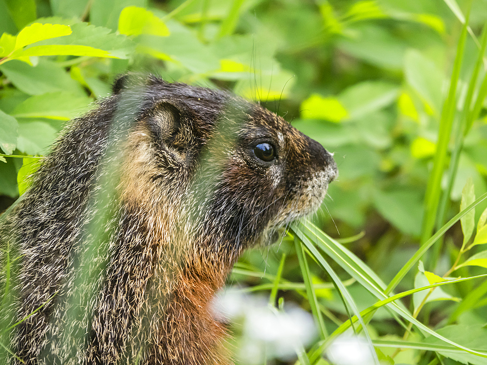 Adult Yellow-bellied marmot (Marmota flaviventris) feeding at Phelps Lake, Grand Teton National Park, Wyoming, United States of America, North America