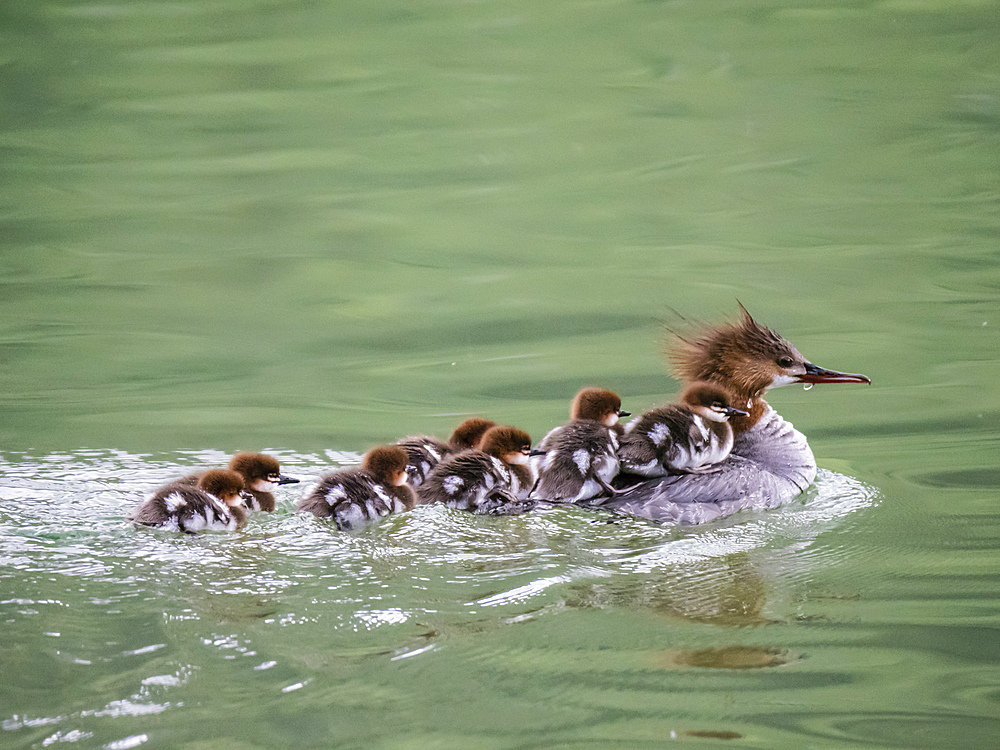 Adult female Common merganser (Mergus merganser), with chicks, Leigh Lake, Grand Teton National Park, Wyoming, United States of America, North America