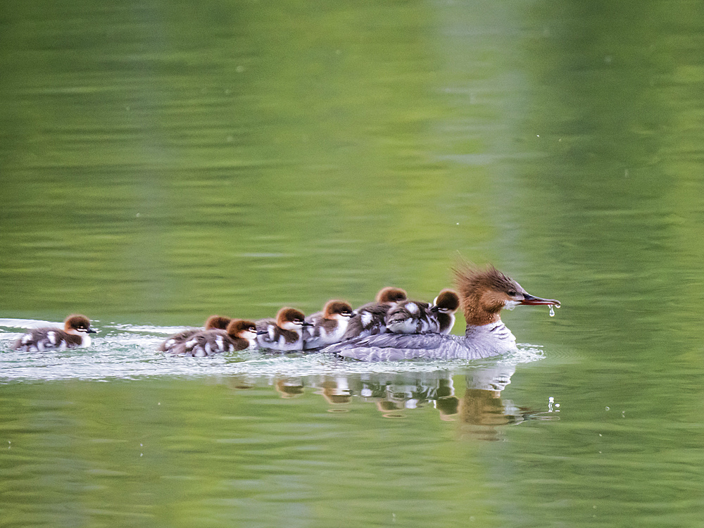 Adult female Common merganser (Mergus merganser) with chicks, Leigh Lake, Grand Teton National Park, Wyoming, United States of America, North America