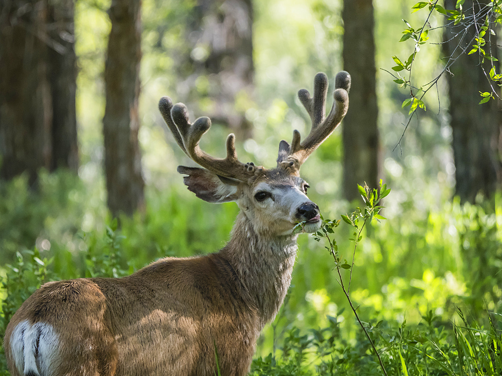 Young mule deer (Odocoileus hemionus) buck in velvet, Gros Ventre, Grand Teton National Park, Wyoming, United States of America, North America