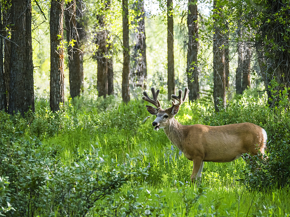 Young mule deer (Odocoileus hemionus) buck in velvet, Gros Ventre, Grand Teton National Park, Wyoming, United States of America, North America