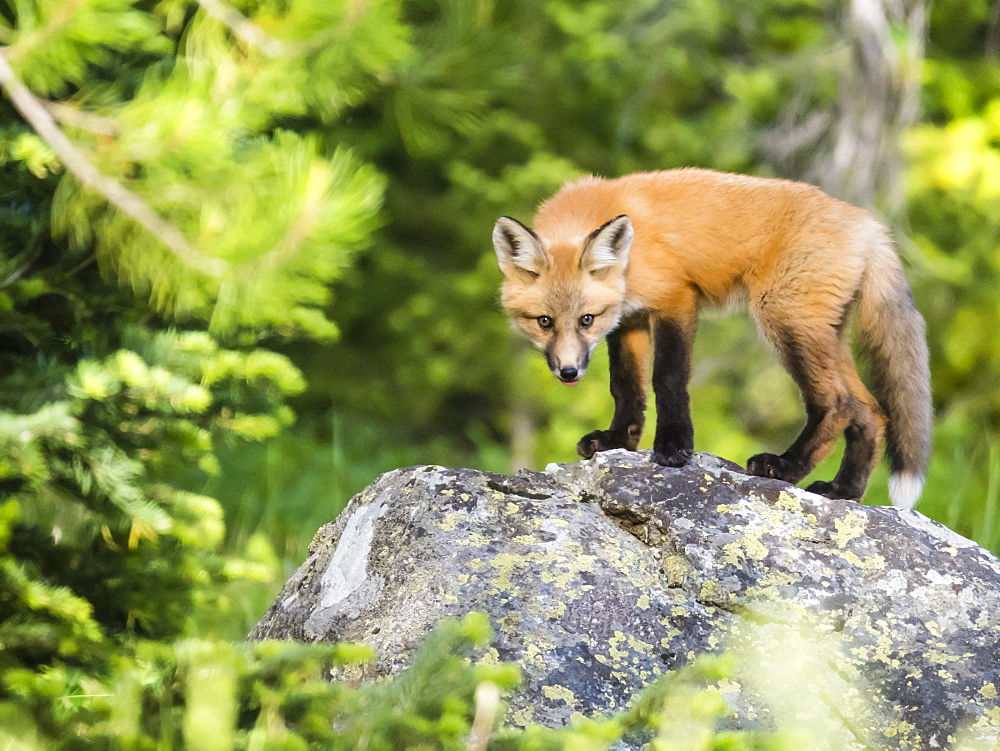 Red fox kit (Vulpes vulpes), about two months old near its den at Leigh Lake, Grand Teton National Park, Wyoming, United States of America, North America