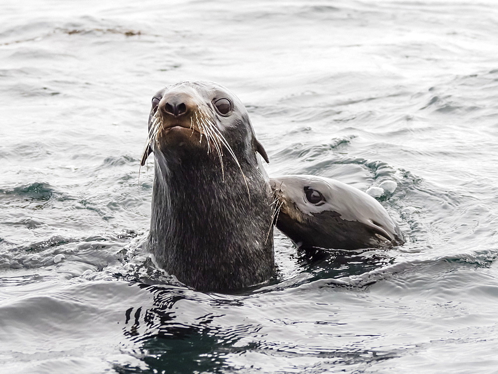 Northern fur seals (Callorhinus ursinus), Bering Island, Commander Island Group, Kamchatka, Russia, Eurasia