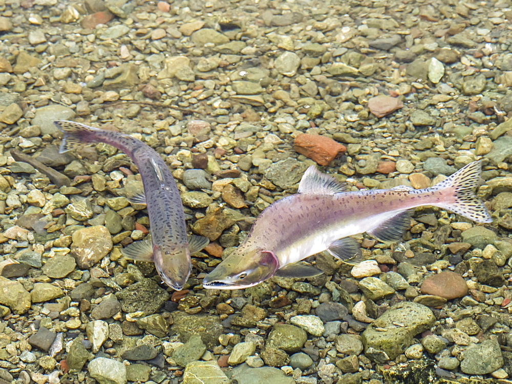 Spawning pink salmon (Oncorhynchus gorbuscha) in a small river in Petra Bay, Kamchatka, Russia, Eurasia