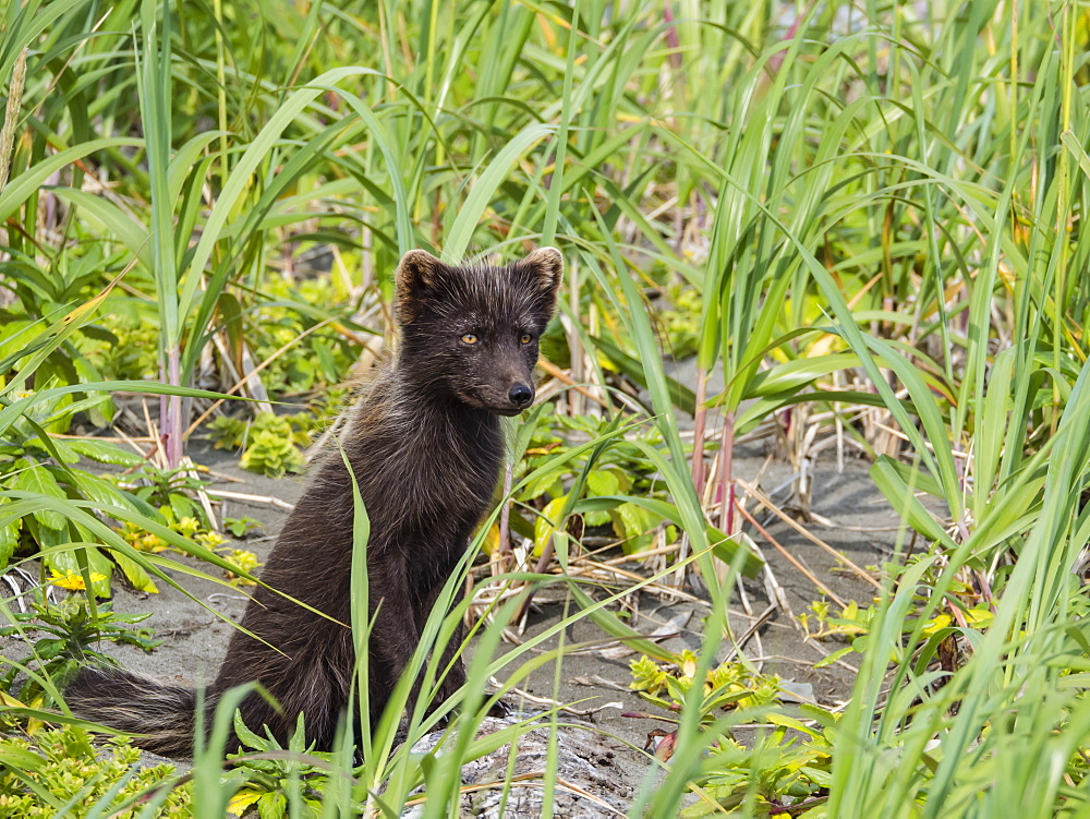 Adult Arctic fox (Vulpes lagopus), in summer brown fur coat on Bering Island, Commander Islands, Kamchatka, Russia, Eurasia