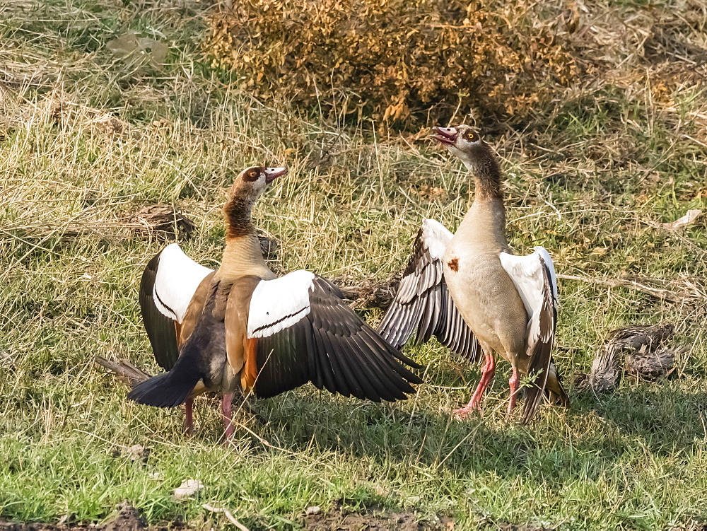 A pair of Egyptian geese (Alopochen aegyptiaca), Mosi-oa-Tunya National Park, Zambia, Africa