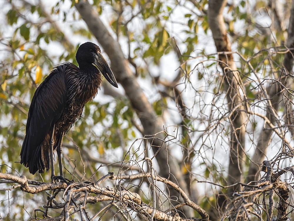 An adult African openbill stork (Anastomus lamelligerus), Mosi-oa-Tunya National Park, Zambia, Africa