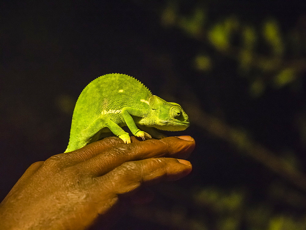 An adult flap-necked chameleon (Chamaeleo dilepis), South Luangwa National Park, Zambia, Africa