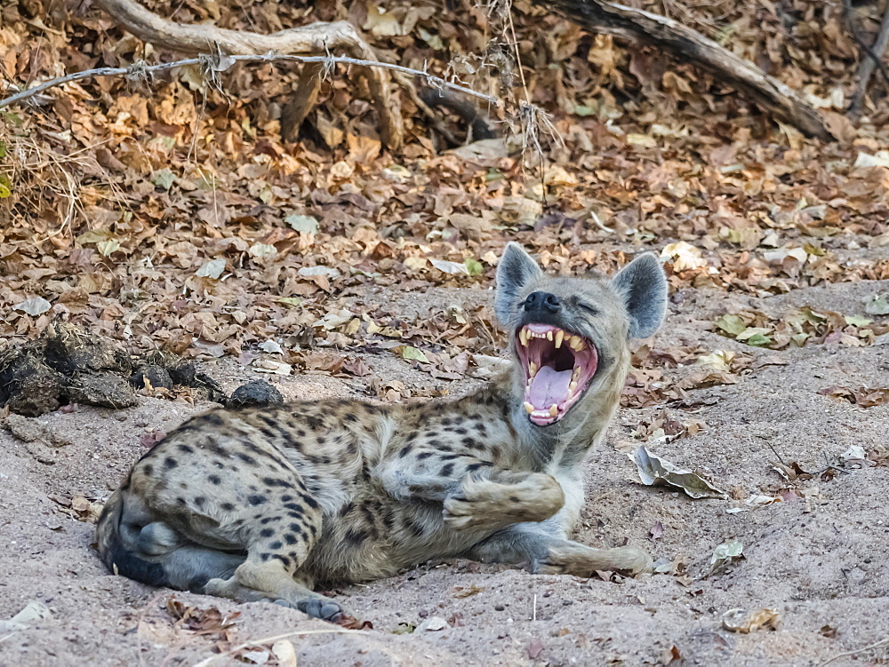 An adult spotted hyena (Crocuta crocuta), South Luangwa National Park, Zambia, Africa