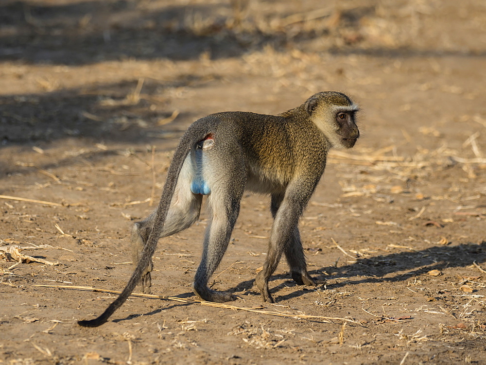 An adult male vervet monkey (Chlorocebus pygerythrus), South Luangwa National Park, Zambia, Africa