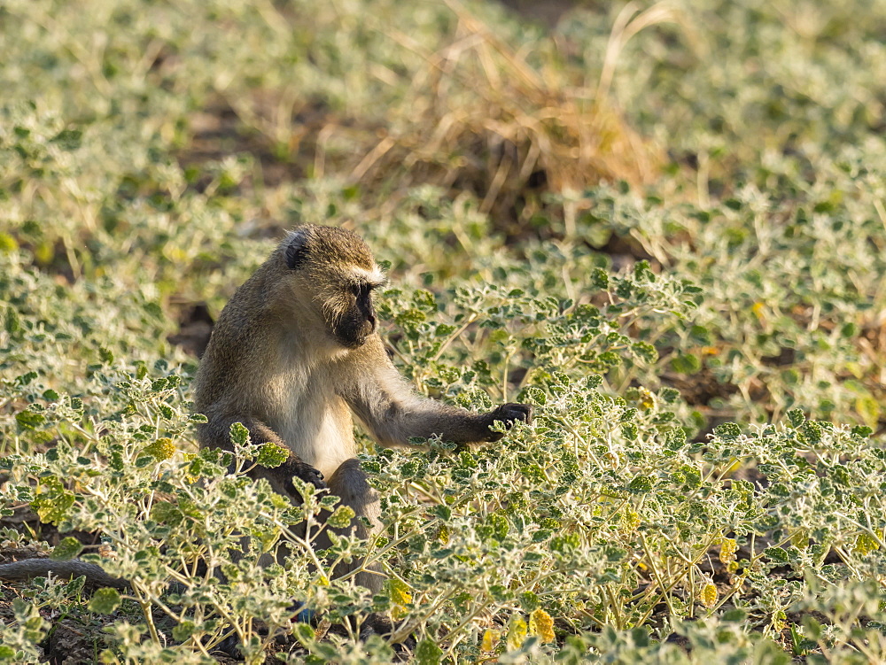 An adult vervet monkey (Chlorocebus pygerythrus), South Luangwa National Park, Zambia, Africa