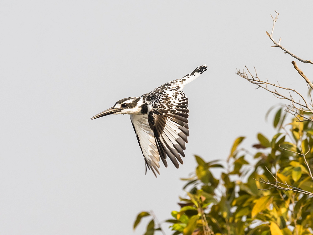 An adult pied kingfisher (Ceryle rudis), taking flight in South Luangwa National Park, Zambia, Africa