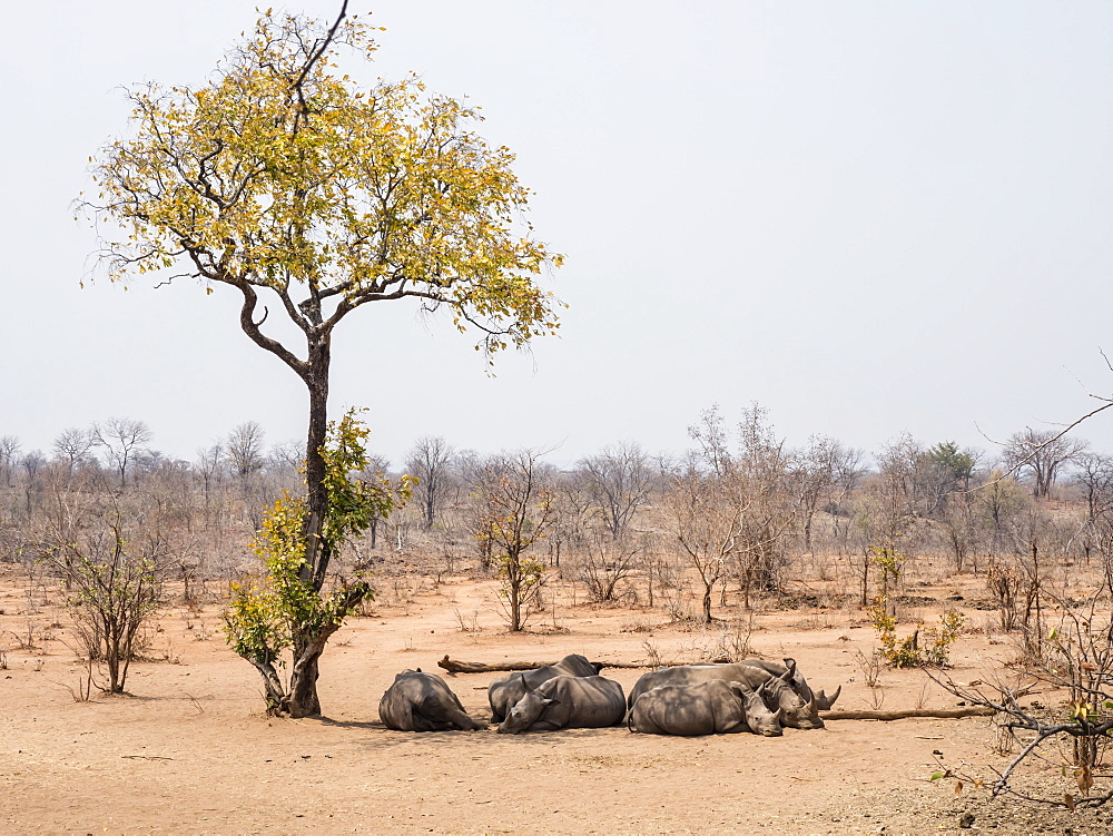 Adult southern white rhinoceros (Ceratotherium simum simum), guarded in Mosi-oa-Tunya National Park, Zambia, Africa