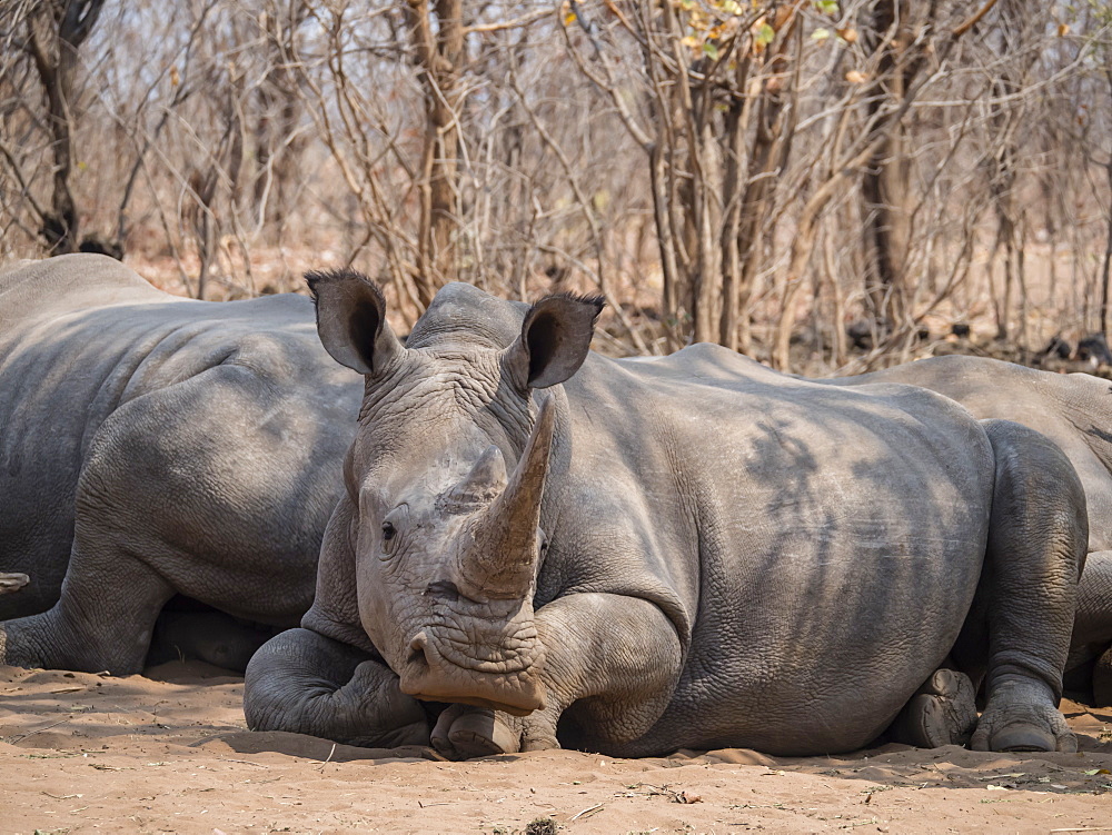 Adult southern white rhinoceros (Ceratotherium simum simum), guarded in Mosi-oa-Tunya National Park, Zambia, Africa