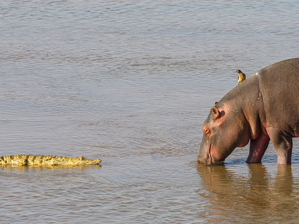 Hippopotamus (Hippopotamus amphibius), with Nile crocodile in South Luangwa National Park, Zambia, Africa