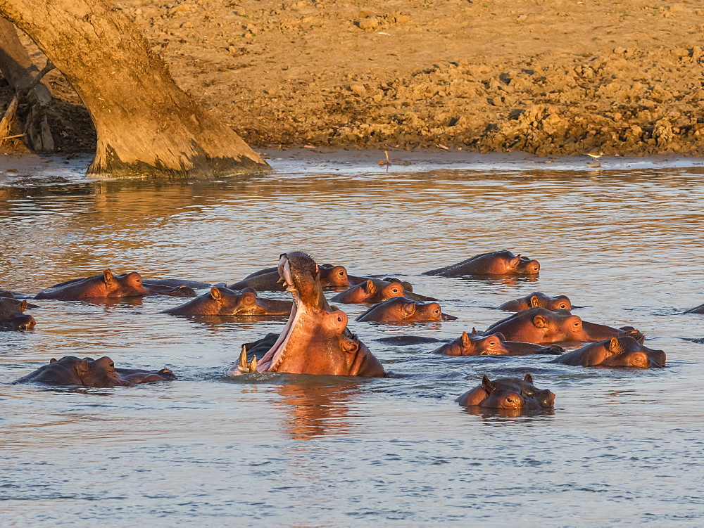 Hippopotamus (Hippopotamus amphibius), South Luangwa National Park, Zambia, Africa