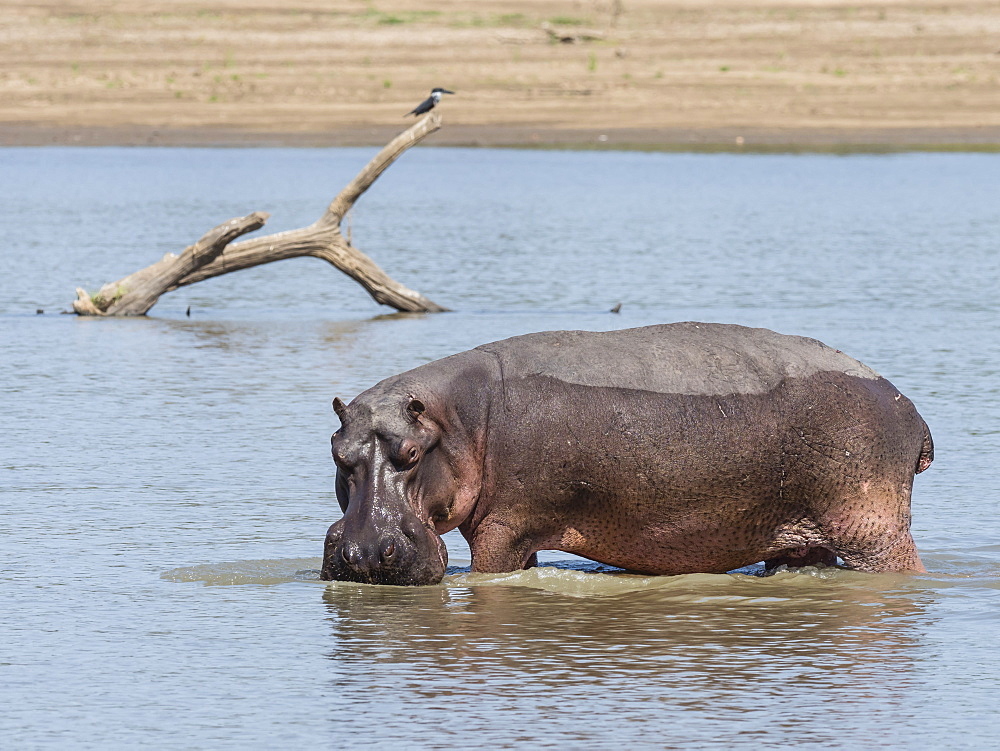 Hippopotamus (Hippopotamus amphibius), South Luangwa National Park, Zambia, Africa