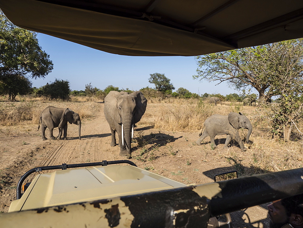 African bush elephants (Loxodonta africana), near a safari truck in South Luangwa National Park, Zambia, Africa