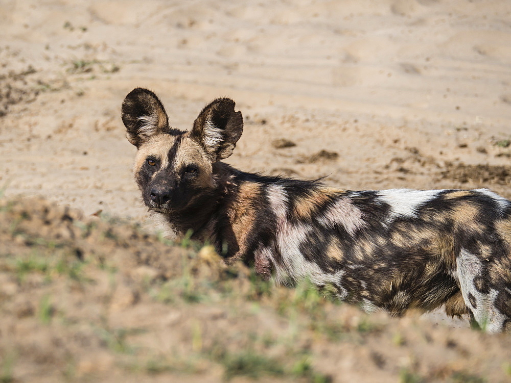 A Cape wild dog (Lycaon pictus pictus), listed as Endangered, South Luangwa National Park, Zambia, Africa