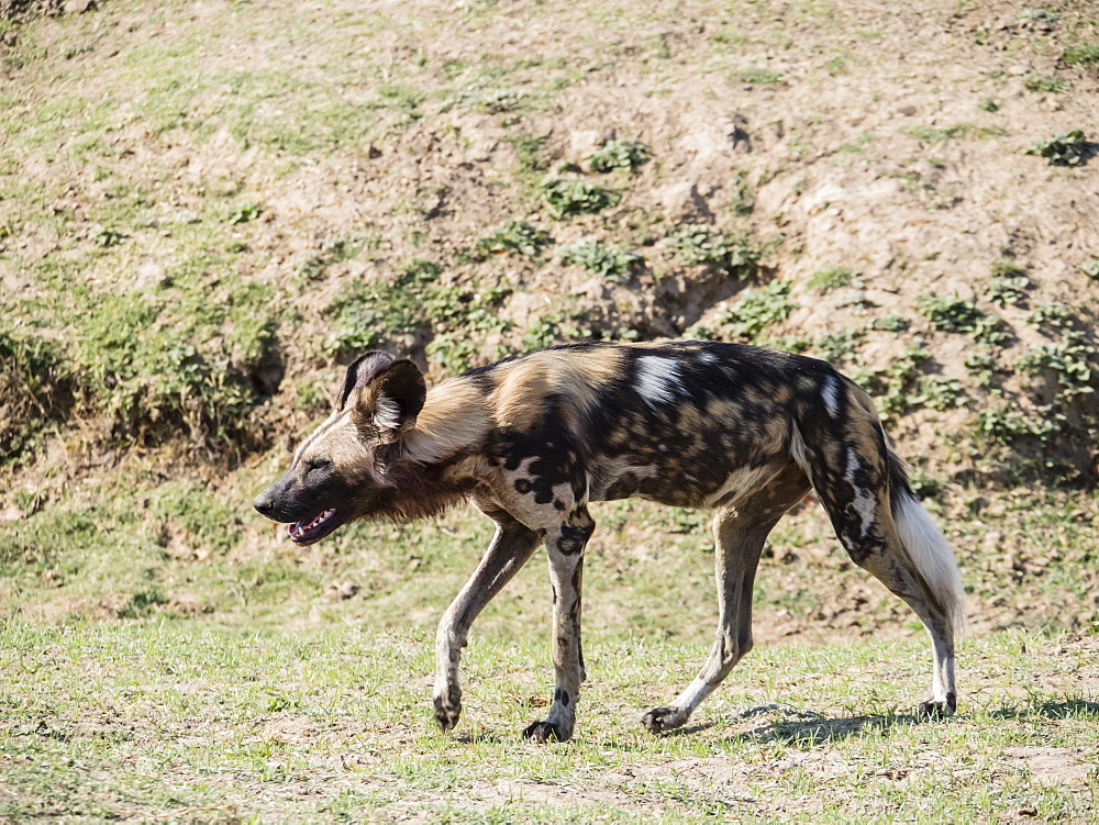 A Cape wild dog (Lycaon pictus pictus), listed as Endangered, South Luangwa National Park, Zambia, Africa