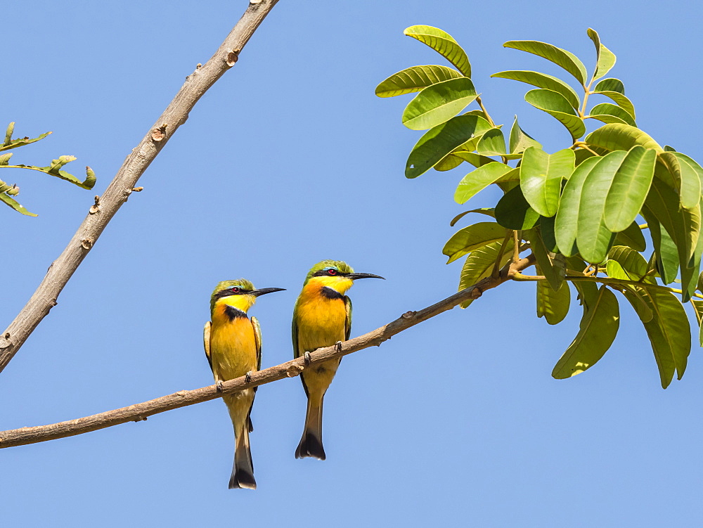 Adult little bee-eaters (Merops pusillus), near the Luangwa River in South Luangwa National Park, Zambia, Africa