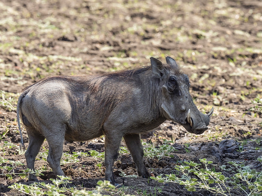 An adult male warthog (Phacochoerus africanus), South Luangwa National Park, Zambia, Africa