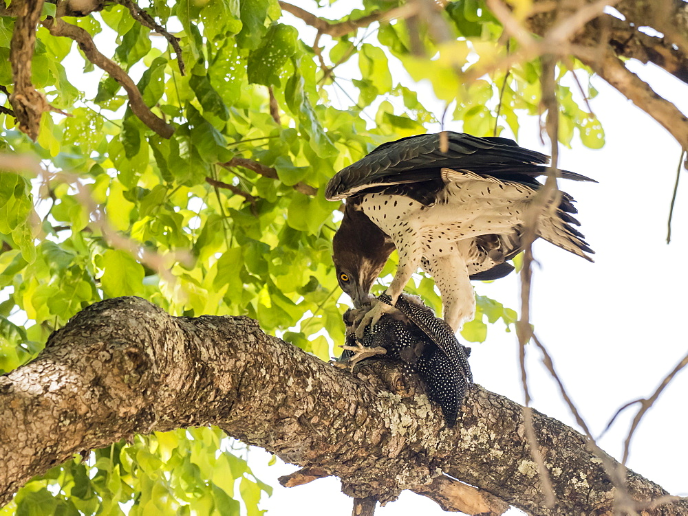 An adult martial eagle (Polemaetus bellicosus), with a helmeted guineafowl, South Luangwa National Park, Zambia, Africa