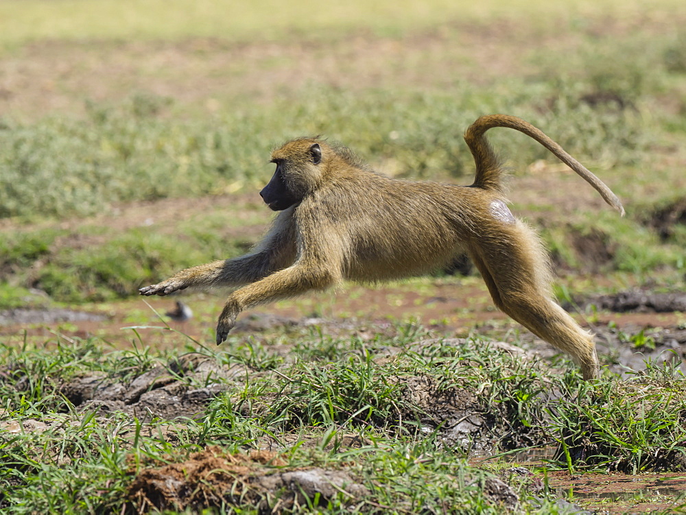 An adult yellow baboon (Papio cynocephalus) leaping in South Luangwa National Park, Zambia, Africa