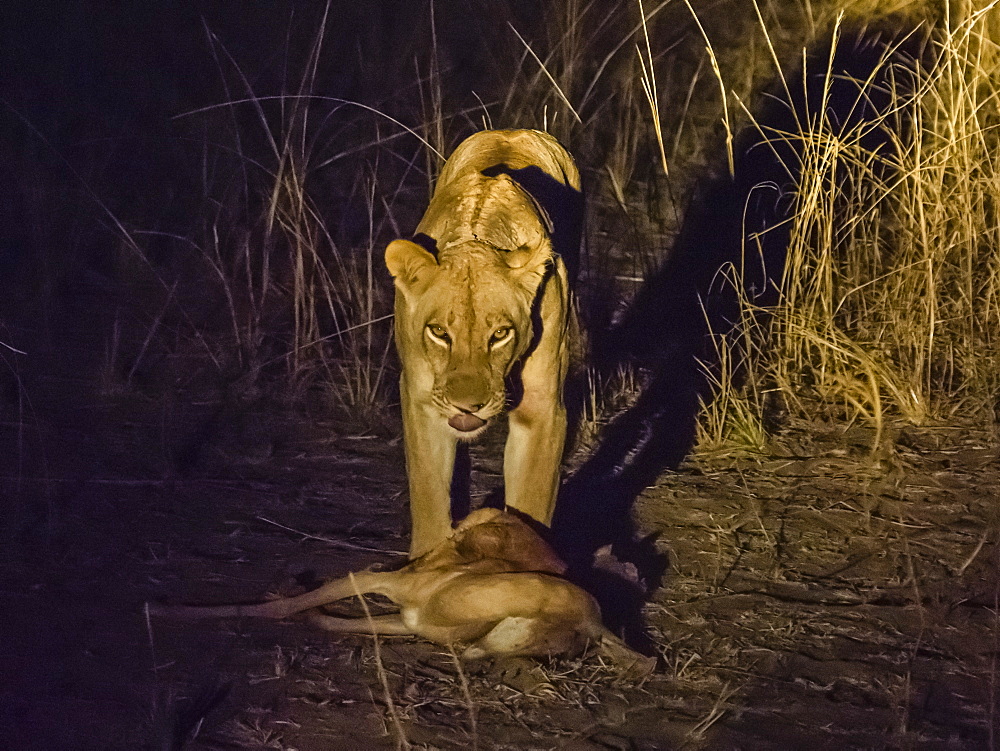 A collared adult lioness (Panthera leo), with an impala kill at night in South Luangwa National Park, Zambia, Africa