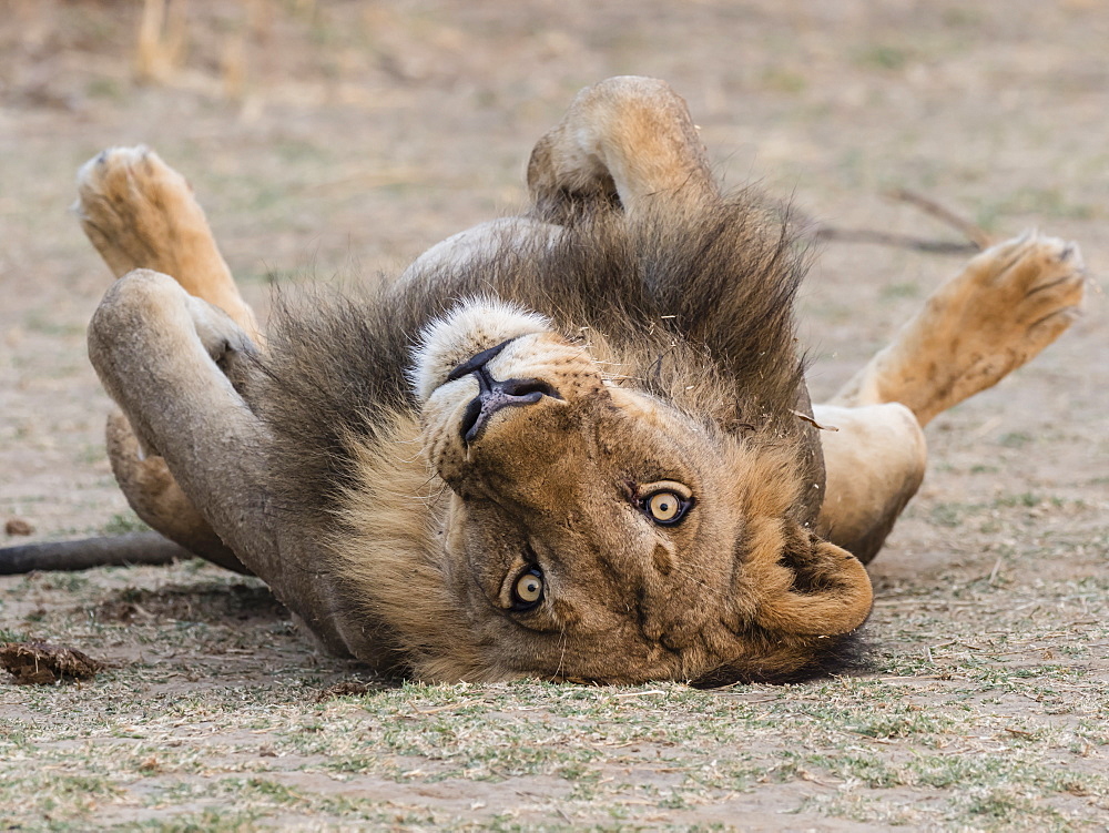 An adult male lion (Panthera leo), South Luangwa National Park, Zambia, Africa