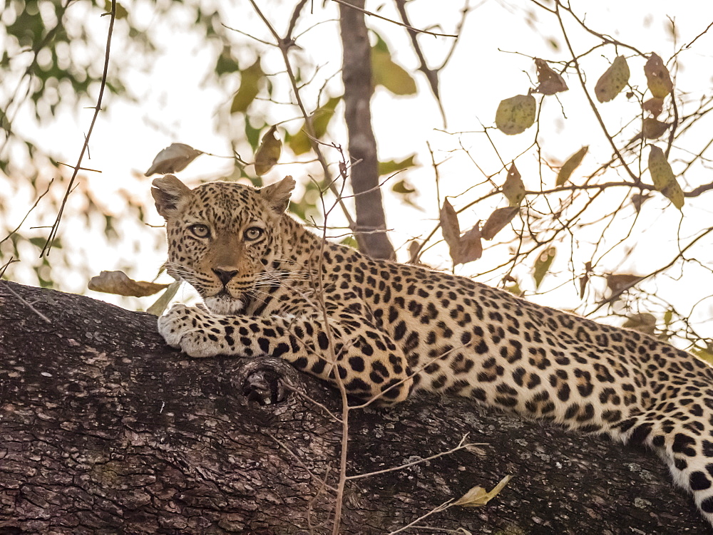 An adult female leopard (Panthera pardus), South Luangwa National Park, Zambia, Africa