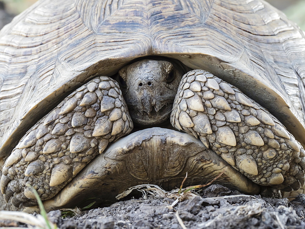 An adult leopard tortoise (Stigmochelys pardalis), South Luangwa National Park, Zambia, Africa