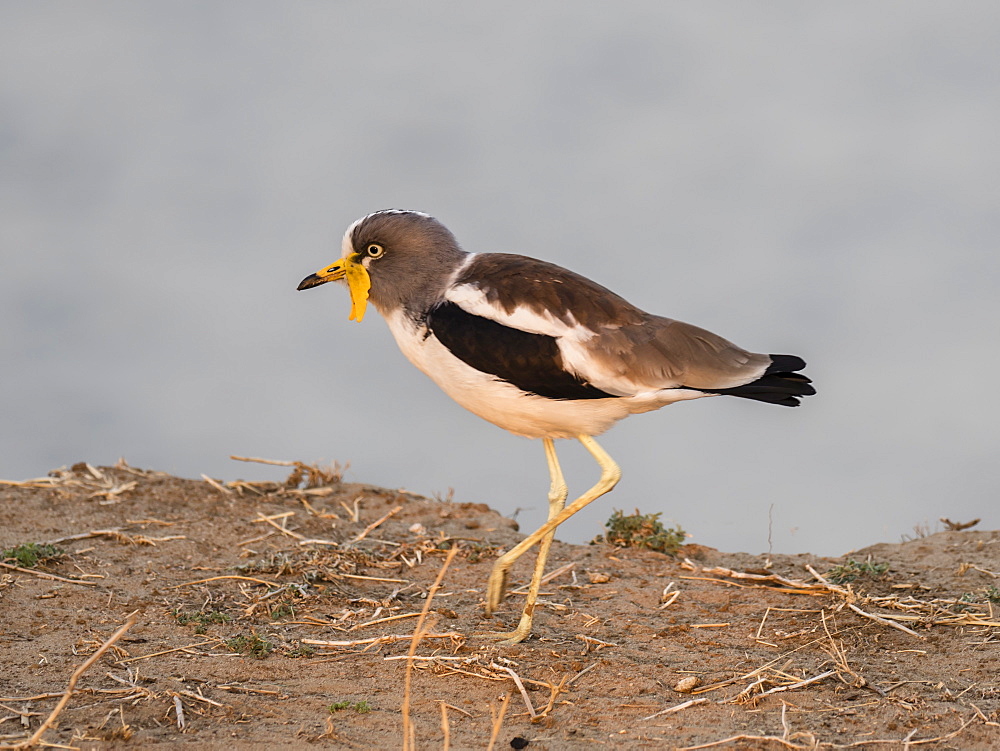 An adult white-crowned lapwing (Vanellus albiceps), on the upper Zambezi River, South Luangwa National Park, Zambia, Africa