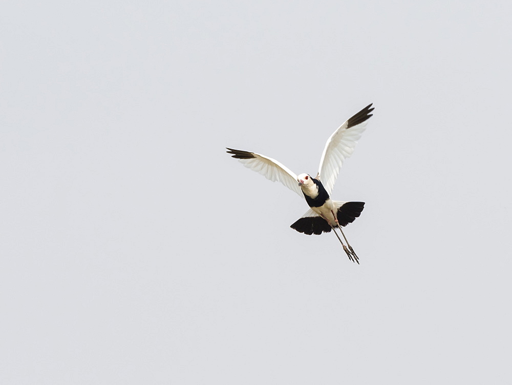 An adult long-toed lapwing (Vanellus crassirostris), in flight in Mosi-oa-Tunya National Park, Zambia, Africa