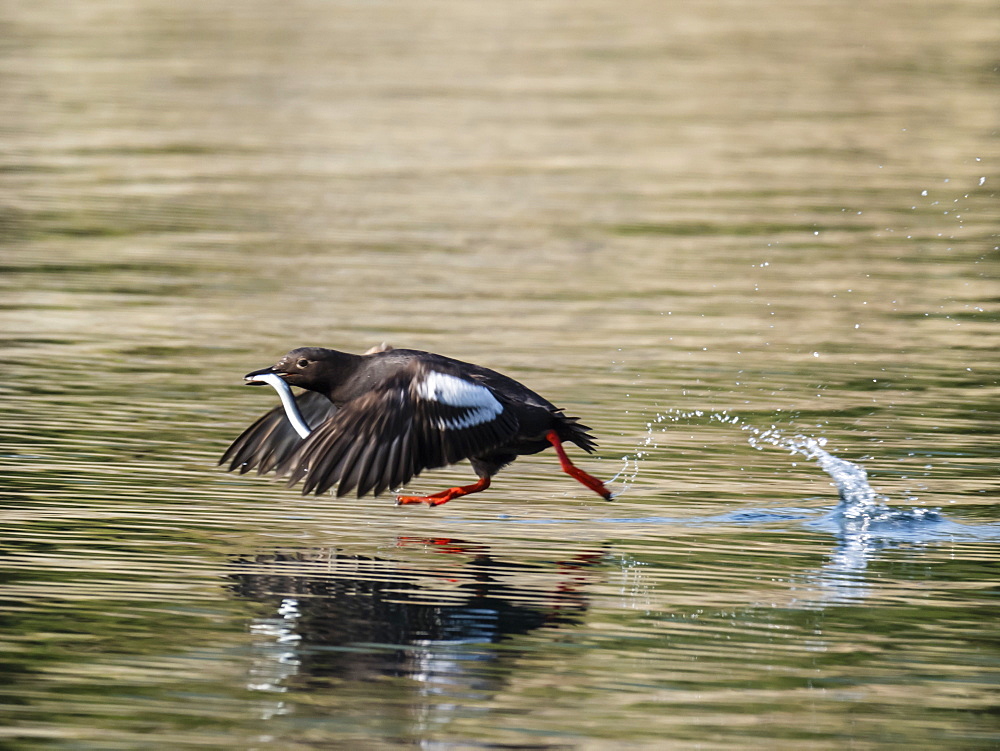 An adult pigeon guillemot (Cepphus columba) taking flight with a fish in Geographic Bay, Katmai National Park, Alaska, United States of America, North America