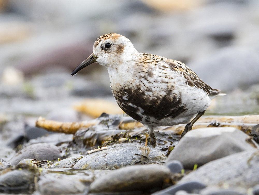 An adult rock sandpiper (Calidris ptilocnemis ptilocnemis), subspecies found on St. Mathews Island, Alaska, United States of America, North America